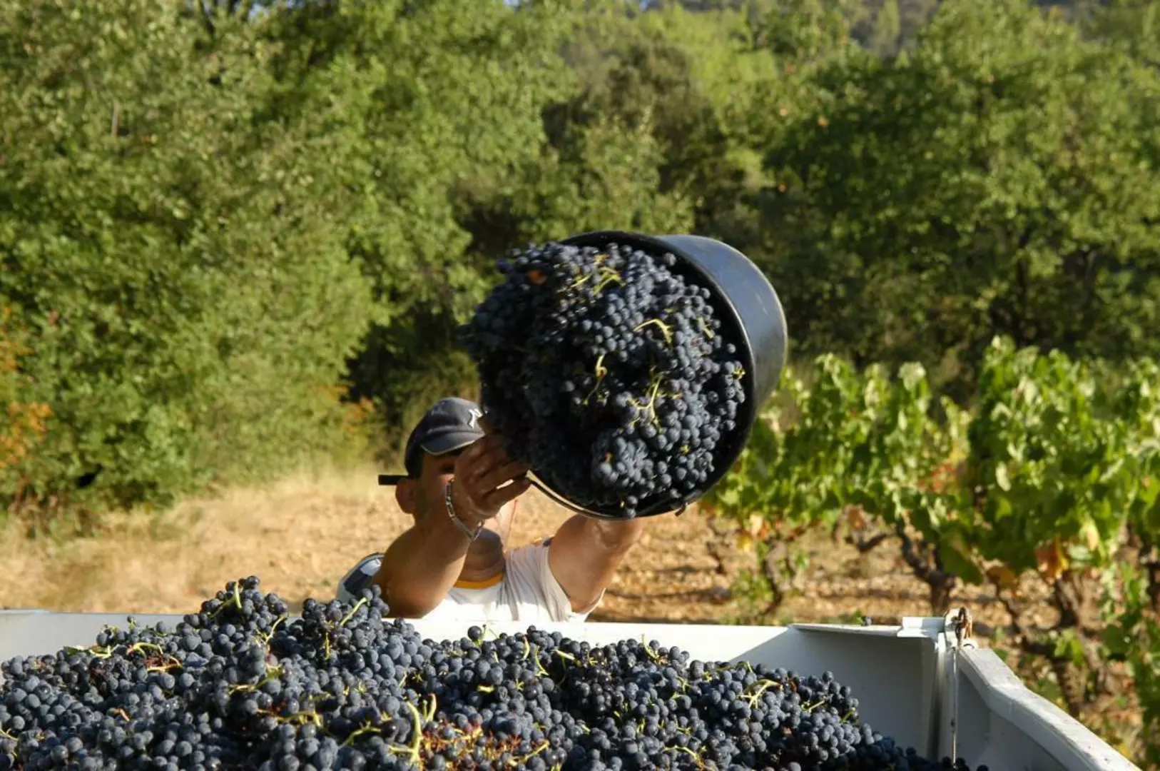 Récolte de raisin au Château du Grand Jas